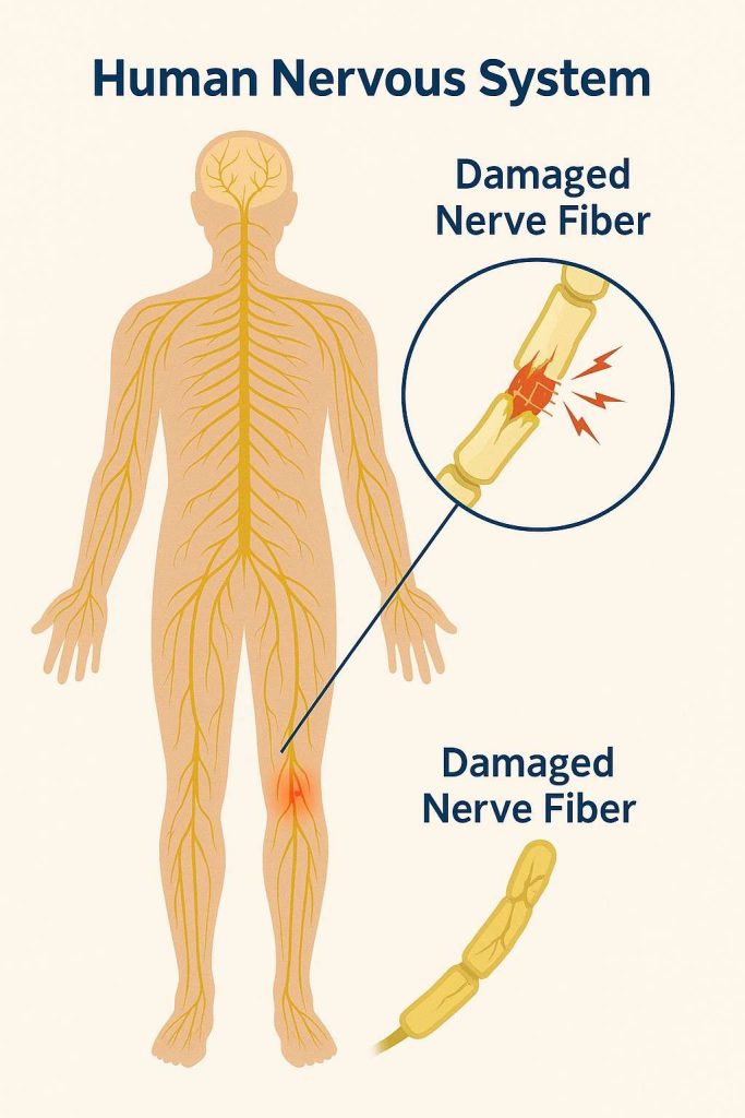 diagram of Human Nervous system