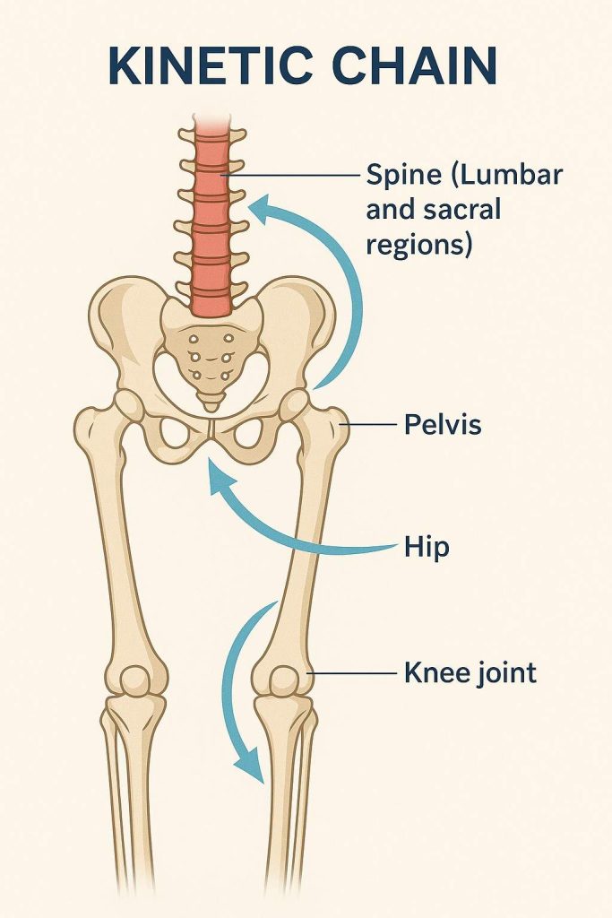 Diagram showing kinetic chain connection from spine to knee joint chiropractic for knee pain Beaumont TX